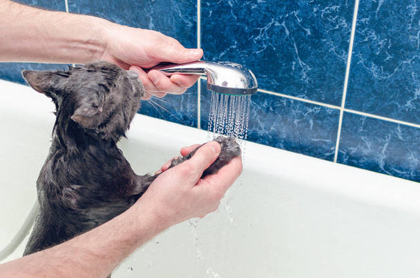Uiminen harmaa kissa kylpyhuoneessa - Valokuva, kuva