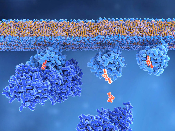 ilustração 3d computador do processo de ativação de uma proteína Ras. A proteína Ras inativa (esquerda) é ativada por uma proteína GEF que abre o local de ligação e permite que o PIB saia. Depois disso, o GTP pode se ligar ao RAS transformando-o na forma ativa (à direita
). - Foto, Imagem