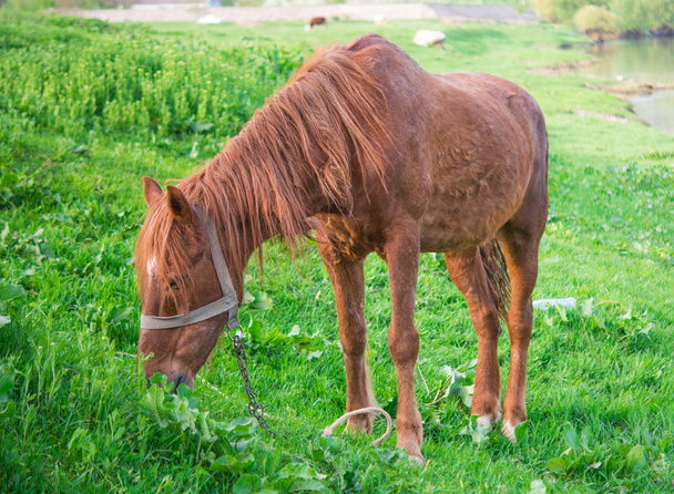 ló legeltetés - Fotó, kép