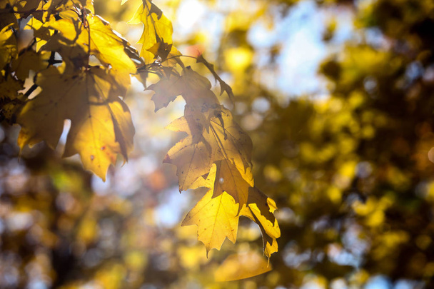Yellow autumn colored leafs in backlight - Photo, Image
