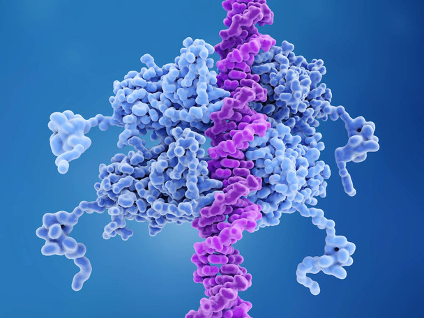 p53 пов'язаний з ДНК p53 запобігає утворенню раку і діє як охоронець геному. Мутації гену p53 сприяють близько половини випадків раку людини. 3D візуалізація. Ілюстрація
 - Фото, зображення