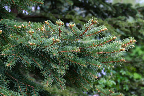 Zelená borovice v jehličnatém lese - Fotografie, Obrázek