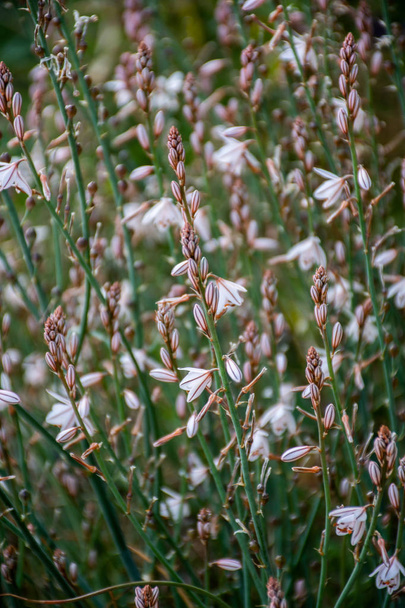 Flores de cebolla blanca
 - Foto, Imagen