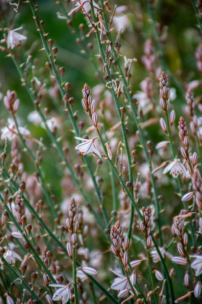 White onion flowers background - Photo, Image