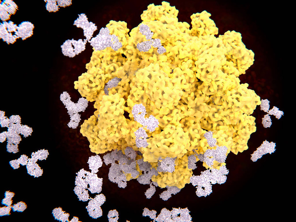 Антитела связываются с вирусом. Антитела выявляют и нейтрализуют патогены, такие как вирусы. 3D рендеринг. Иллюстрация
 - Фото, изображение