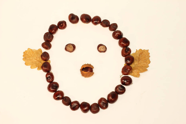 Faces chestnut fruit / Funny smiley chestnut fruit - Photo, Image