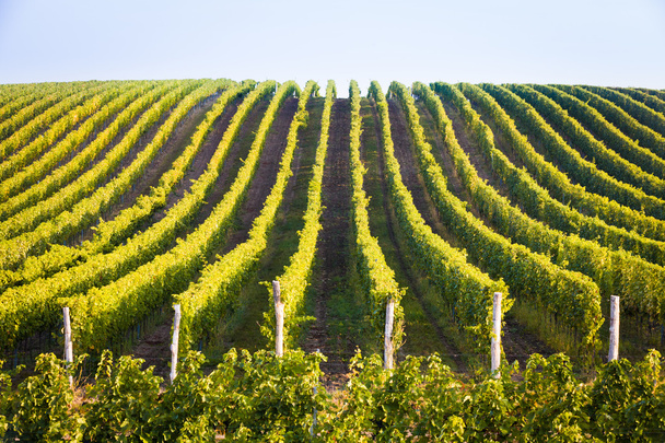 Horizontal shot of central european vineyard - Foto, immagini