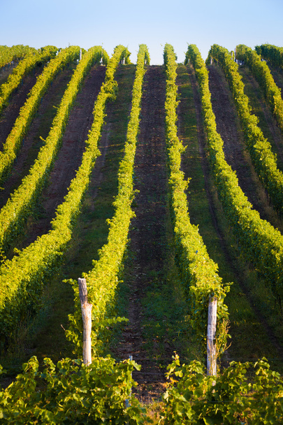 Vertical shot of central european vineyard - Photo, Image