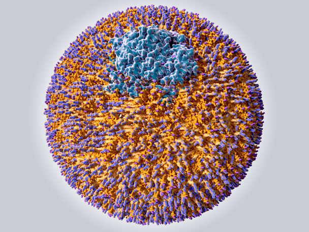 Low density lipoprotein (LDL) color code: protein ApoB 100 (blue), phospholipids (orange with a blue cap), cholesterol (orange with a violet cap). Illustration - Photo, Image