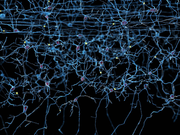 Neuronok a szagló kéreg. Illusztráció - Fotó, kép