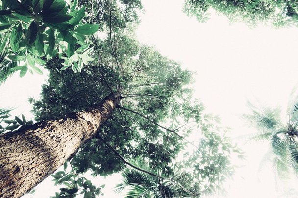 vista de hormiga del árbol Resak Tembaga en el fondo de la selva y el fondo de pantalla
 - Foto, Imagen