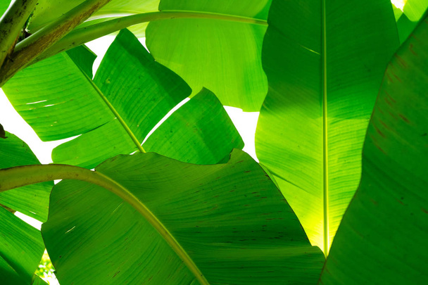 bottom view of banana leaf there is lighting hit on upper leaf.forest and environment concept - Foto, imagen