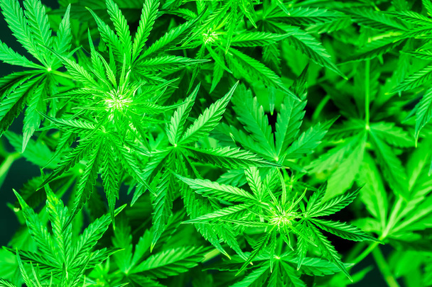 Planting weed. Top view. Medical cannabis and legalization of marijuana. Cannabis flowers. Marijuana leaves. Marihuana plants close up. Green background. Growing indoor cultivation. - Photo, Image