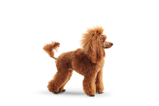Full length profile shot of a groomed red poodle isolated on white background - Fotó, kép