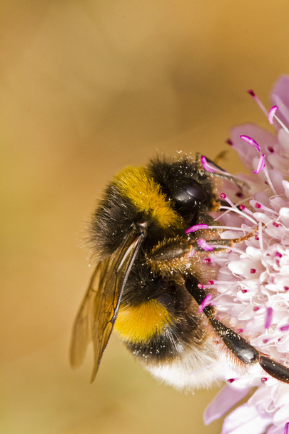 Buff-tailed Bumblebee (Bombus terrestris subsp. lusitanicus) - Photo, Image
