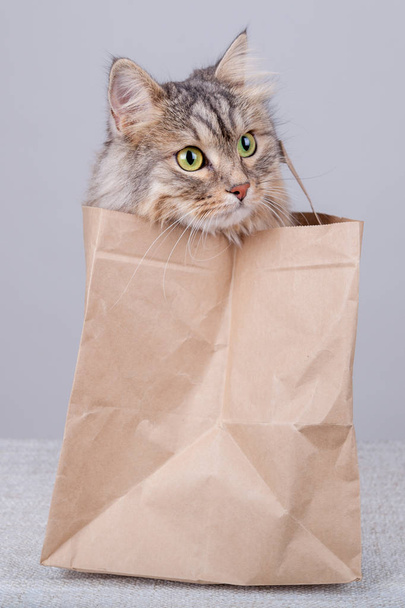 Gato siberiano está mirando fuera de bolsa de papel a la derecha
 - Foto, Imagen