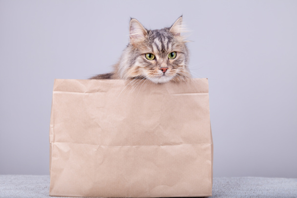 Gato siberiano está mirando fuera de bolsa de papel a la derecha
 - Foto, imagen