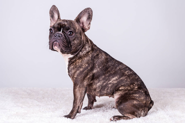 Bulldog francese marrone in posizione seduta
 - Foto, immagini