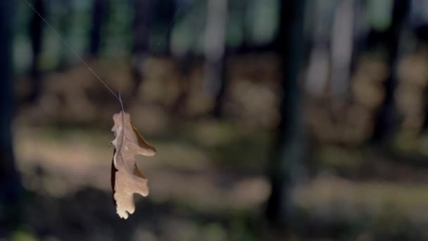 Dance dry leaf in the wind - Felvétel, videó