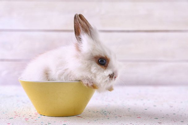 Cute fluffy rabbit in bowl on table - Photo, Image