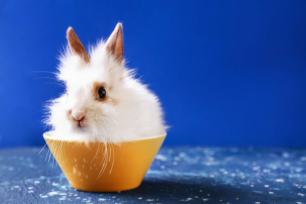 Милий пухнастий кролик в мисці на кольоровому фоні
 - Фото, зображення