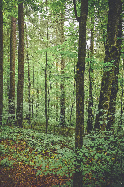 drzewa leśne. natura zielone drewno tło - Zdjęcie, obraz