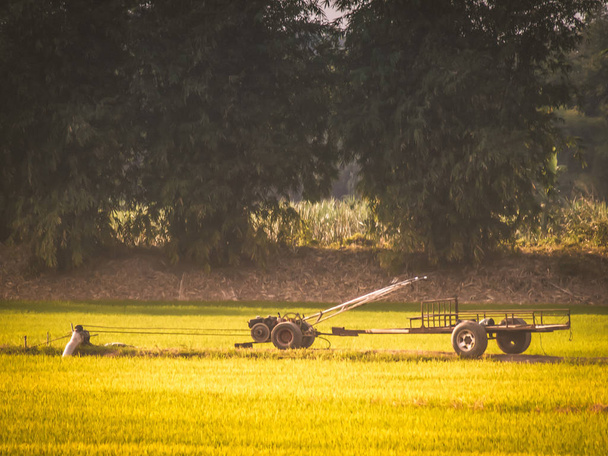 Vintage tractor in field.Yellow fresh bright toned tractors on harvest field, agricultural machinery nature background - 写真・画像