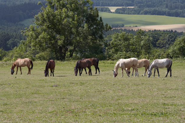 Стадо лошадей - Фото, изображение