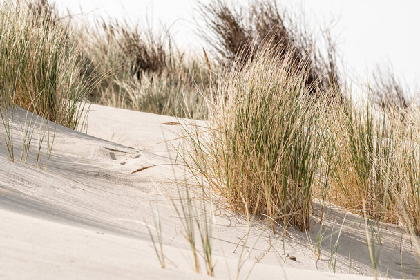 Дюна, дюна трава, дюна пейзаж
 - Фото, зображення