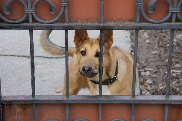 Большая коричневая собака стоит на улице за железным забором
 - Фото, изображение