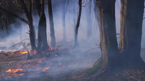Fire in forest destroys nature - Felvétel, videó