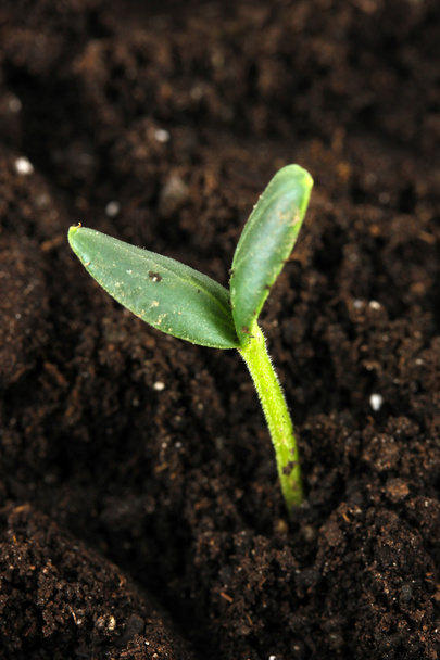 Зелений саджанці, що ростуть з ґрунту крупним планом
 - Фото, зображення