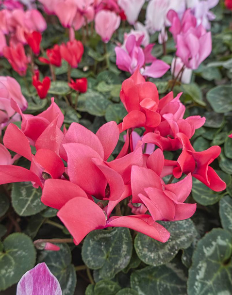 pink cyclamen in bloom in spring - Photo, Image