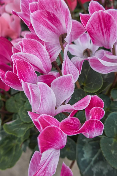 Rosa Cyclamen blühen im Frühling - Foto, Bild