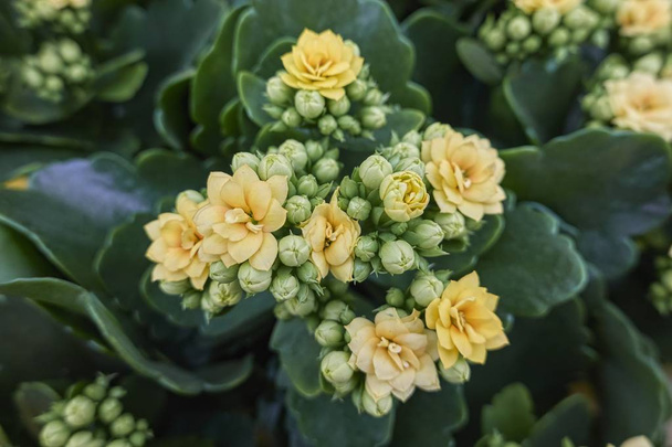 flor de begonia amarilla en primavera
 - Foto, Imagen