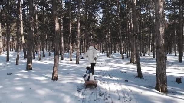 ダウン ジャケット白の若い母親は楽しく美しい雪に覆われた冬の松林を実行し、彼女の幼い息子が座っている、そりを引っ張る。スローモーション. - 映像、動画