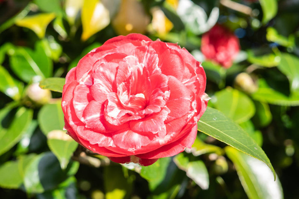 Червоно-біла квітка камелії
 - Фото, зображення