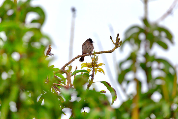 Punalintu, eksoottisesti lintu, istuu oksalla Aasiassa kiehtovalla trooppisella saarella Sri Lankassa.
 - Valokuva, kuva