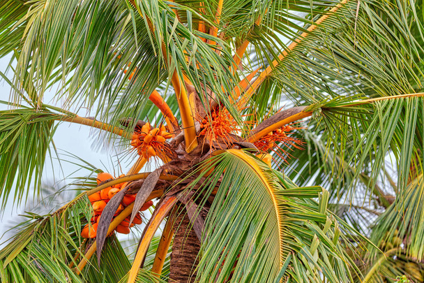 Μια καρύδα φοίνικα με φωτεινό πορτοκαλί χρώματος καρύδες βασιλιά στέκεται σε ένα τροπικό τοπίο σχετικά με το συναρπαστικό τροπικό νησί Σρι Λάνκα - Φωτογραφία, εικόνα