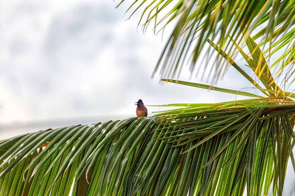 赤シロガシラ、エキゾチック鳥、魅惑的な熱帯アジアの小枝で座っているスリランカの島 - 写真・画像