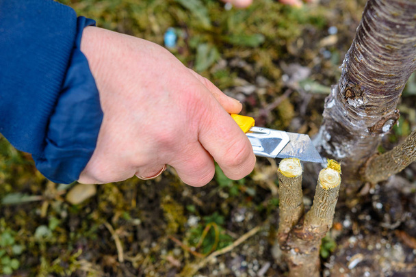 Gärtnerin schneidet mit scharfem Messer Holzklammer für Impfungen - Foto, Bild