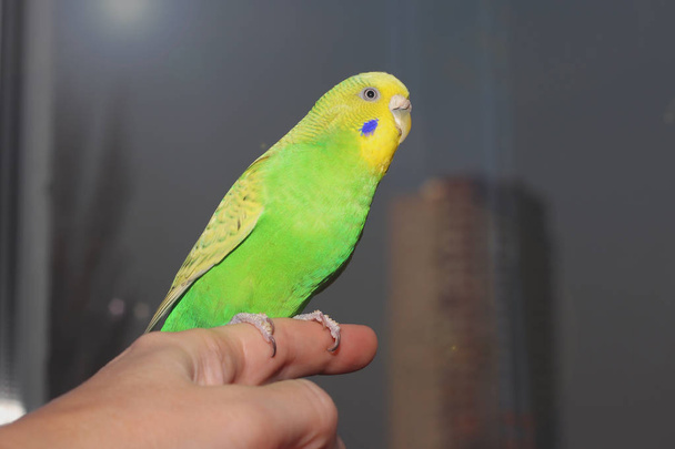 Petite perruche verte assise sur la main. Joli petit perroquet. Buderigar australien. Oiseau domestique
 - Photo, image