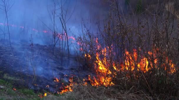 Le feu dans la forêt détruit la nature
 - Séquence, vidéo