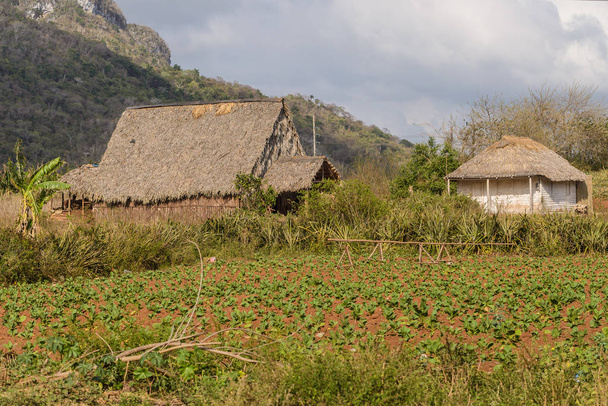 View on the Vinales valley in which the tobacco plant from which he is produced is being planted best in the world cigars .Cuba, Pinar del Rio province. - Φωτογραφία, εικόνα