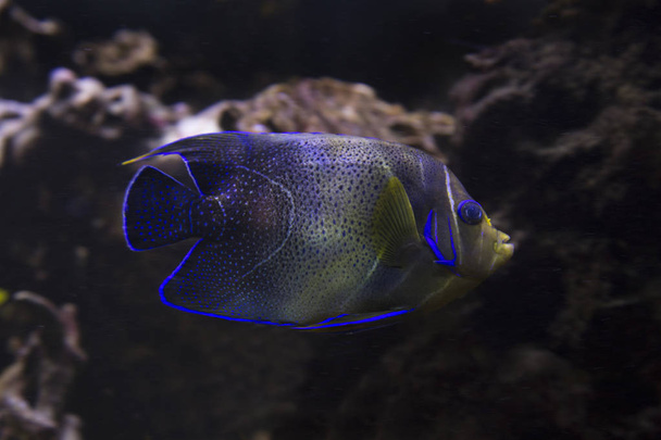 Koran angelfish, semicircle angelfish (Pomacanthus semicirculatus). - Photo, Image