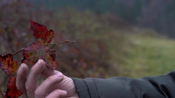 Mężczyzna dotyka liści jesienią organicznych blackberry i idzie na odległość - Materiał filmowy, wideo