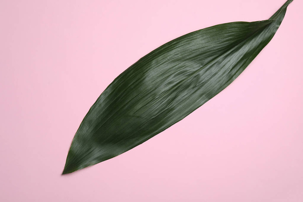 Leaf of tropical aspidistra plant on color background, top view - Photo, Image