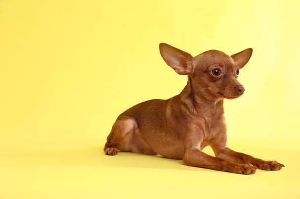 Cute toy terrier on color background, space for text. Domestic dog - Photo, Image
