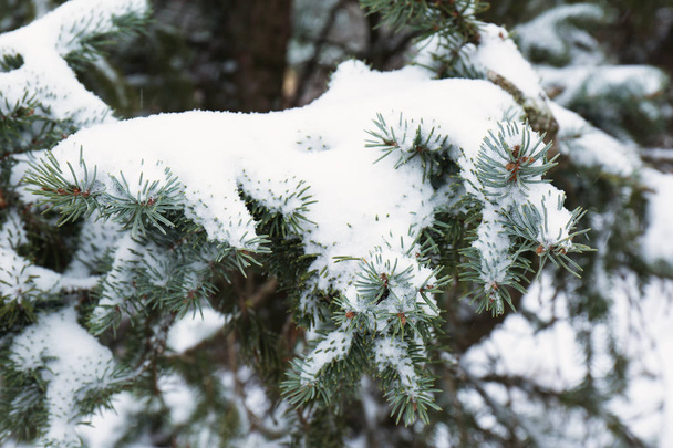Coniferous branches covered with fresh snow, closeup - Foto, Imagen