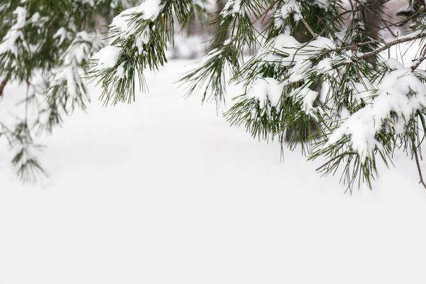 Coniferous branches covered with fresh snow, closeup. Space for text - Foto, afbeelding